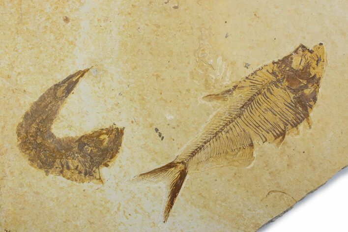 Plate With Two Fossil Fish (Diplomystus & Knightia) - Wyoming #373865